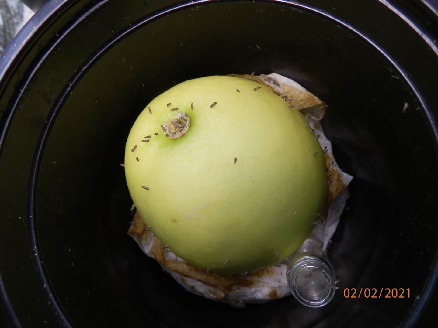 /ARSUserFiles/5433/EXC Infected fruit set up with psyllids.JPG